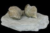 Multiple Fossil Brachiopod (Platystrophia) Plate - Kentucky #136610-1